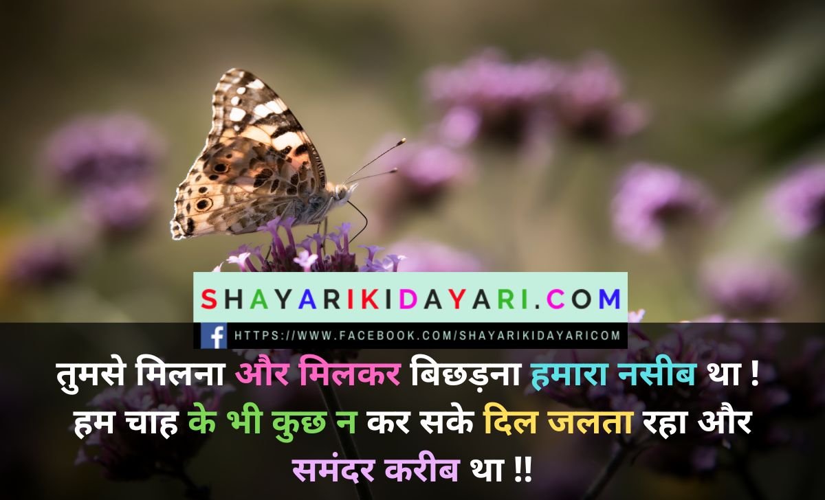 Best Cute love shayari image